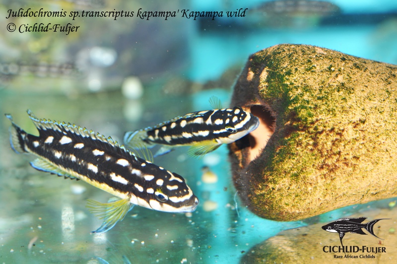 Julidochromis sp. 'ornatus kapampa' Kapampa